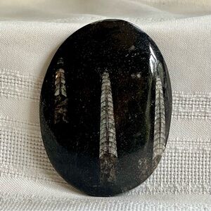 Orthoceras Multiple‎ Fossils in Polished Black Limestone